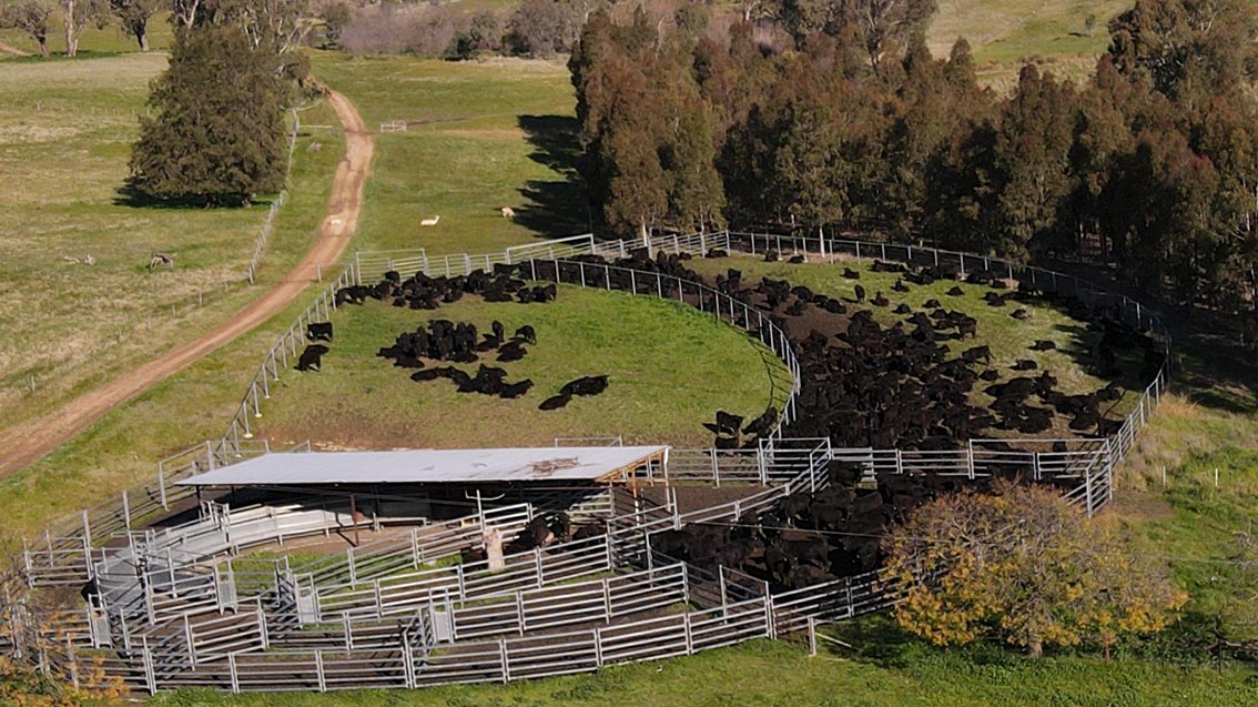 Cattle Management - Bibbaringa