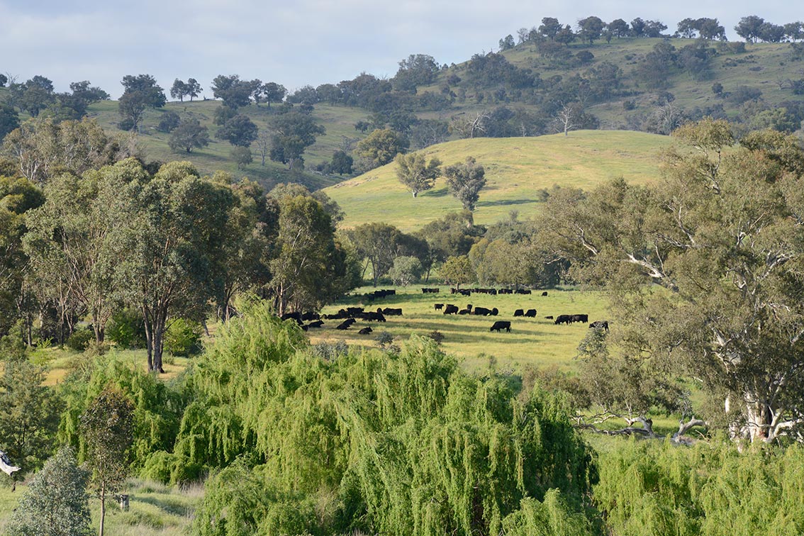 Cattle improve landscape