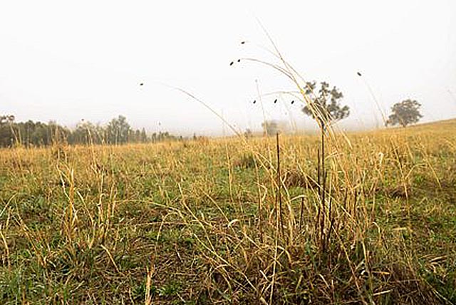 Grasses-grazing