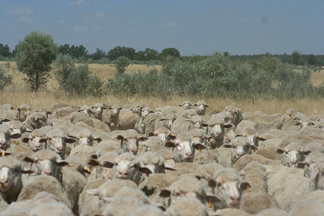 Planned Grazing Sheep