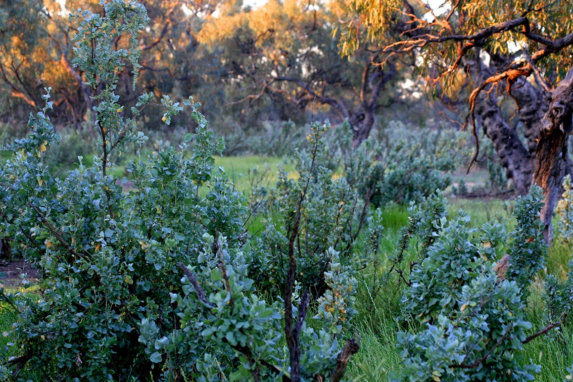 Saltbush ecological land